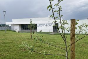  Cours de taille demi-tiges avec l’Association Fruitière de Haguenau et environs